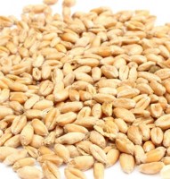 trigo blando grano